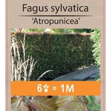 Fagus sylvatica 'Atropunicea'
