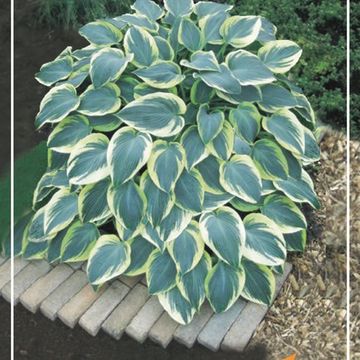 Hosta 'Dress Blues' — Plant Wholesale FlorAccess