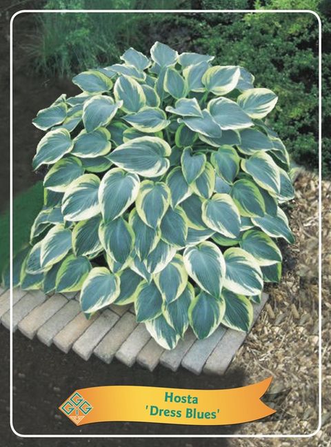 Hosta 'Dress Blues'