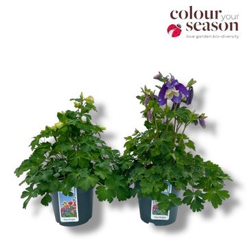 Aquilegia SPRING MAGIC MIX