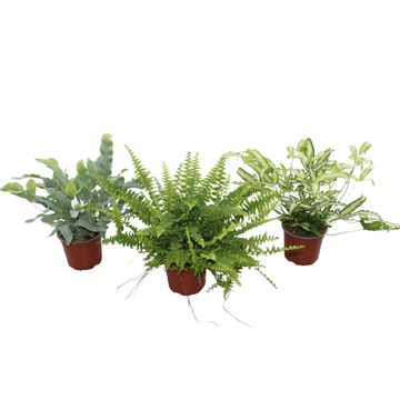 Ferns MIX