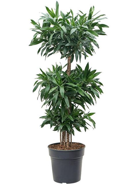 Dracaena reflexa