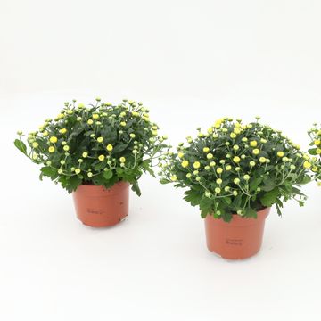 Chrysanthemum 'Braque Sunny'