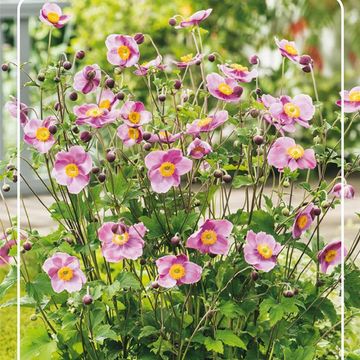 Anemone hupehensis 'Splendens'