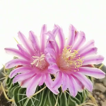 Echinofossulocactus multicostatus brevispinus