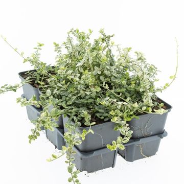 Euonymus fortunei 'Silverstone'