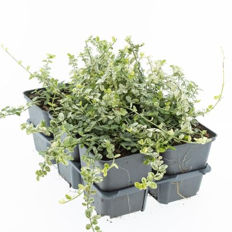 Euonymus fortunei 'Silverstone'