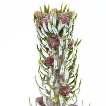 Abies koreana 'Silberlocke'