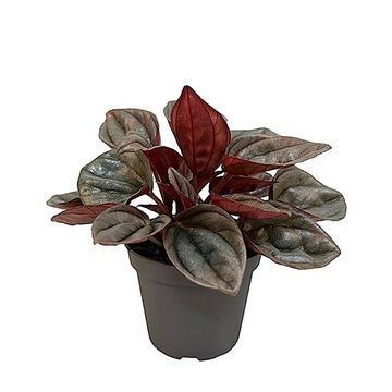 Peperomia caperata 'Caracas'