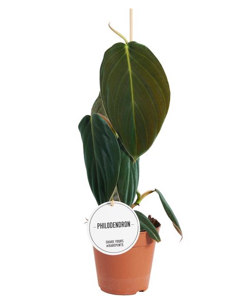 Philodendron gigas