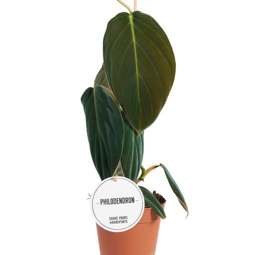 Philodendron gigas