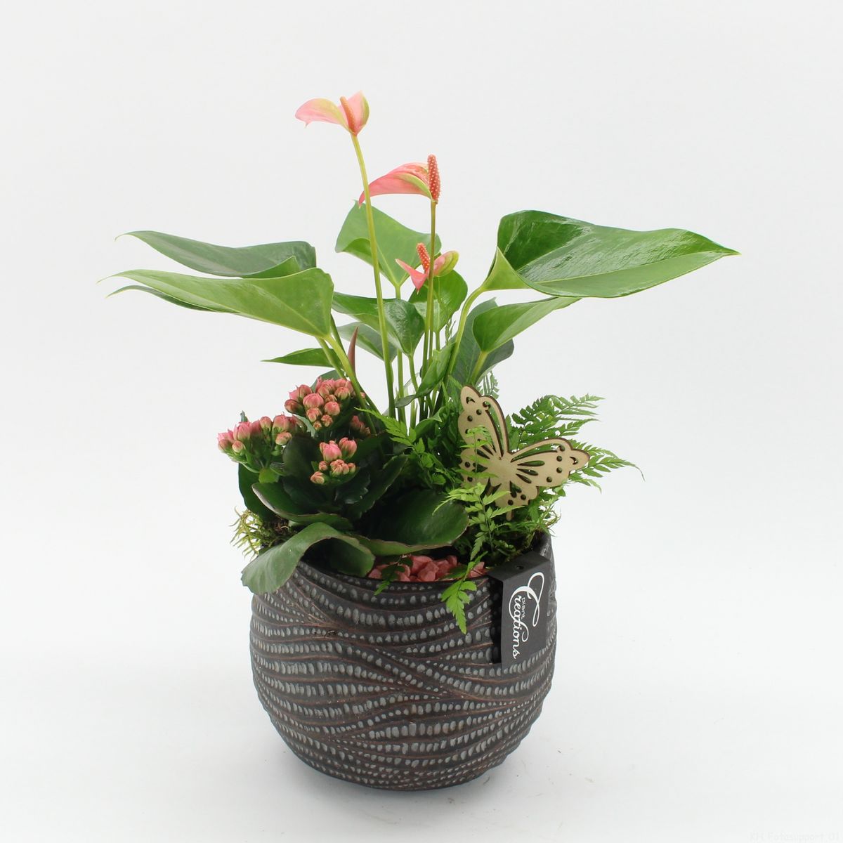 Arrangement Houseplants — Plant Wholesale FlorAccess