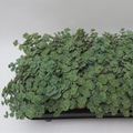 Sedum sieboldii