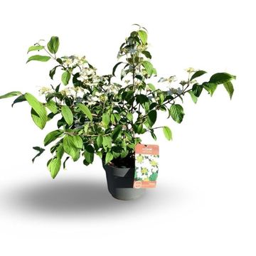 Viburnum plicatum KILIMANDJARO