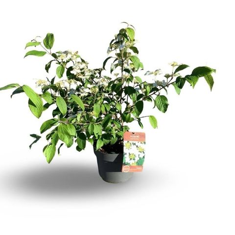 Viburnum plicatum KILIMANDJARO