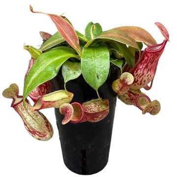 Nepenthes 'Gaya'