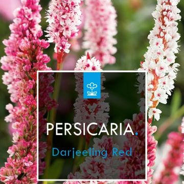 Persicaria affinis 'Darjeeling Red'