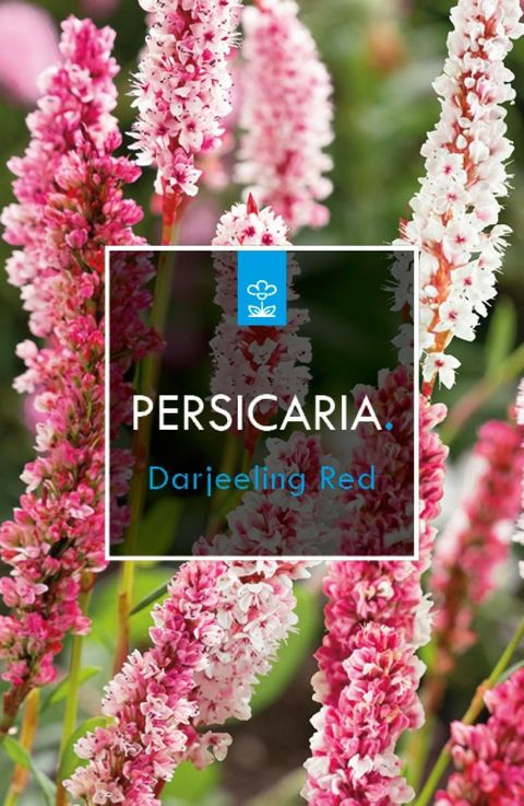 Persicaria affinis 'Darjeeling Red'