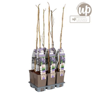 Wisteria floribunda 'Macrobotrys'