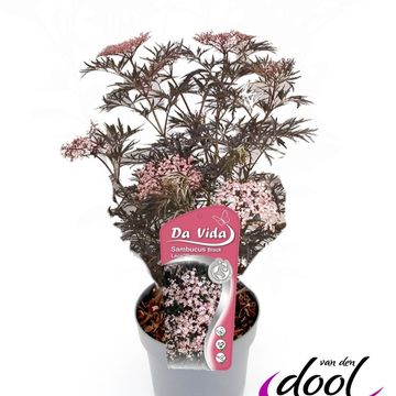 Sambucus nigra BLACK LACE