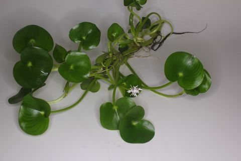 Heteranthera zosterifolia