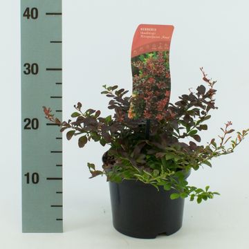 Berberis thunbergii 'Atropurpurea Nana'