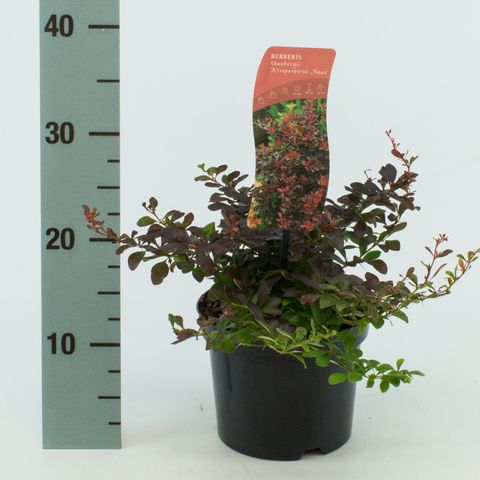 Berberis thunbergii 'Atropurpurea Nana'