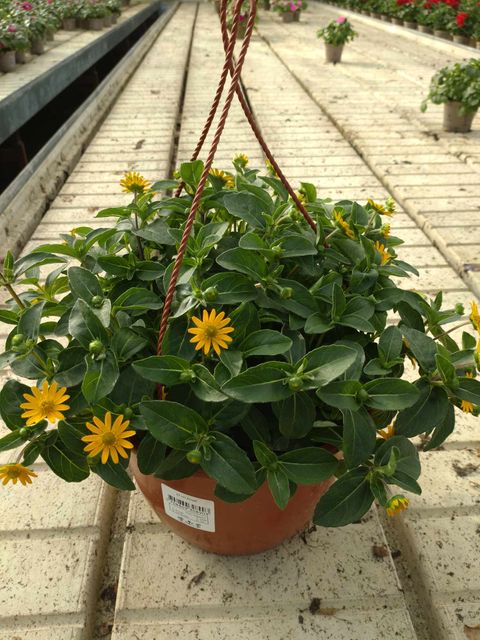 Sanvitalia procumbens