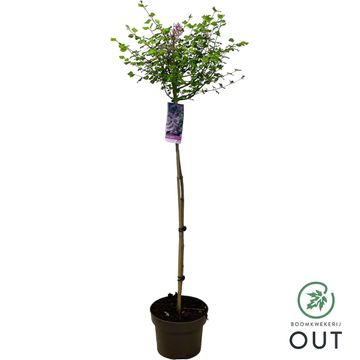 Syringa meyeri 'Palibin'