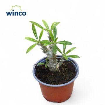 Pachypodium densiflorum