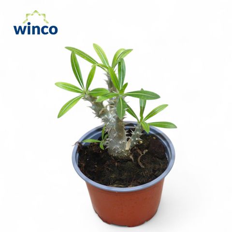 Pachypodium densiflorum