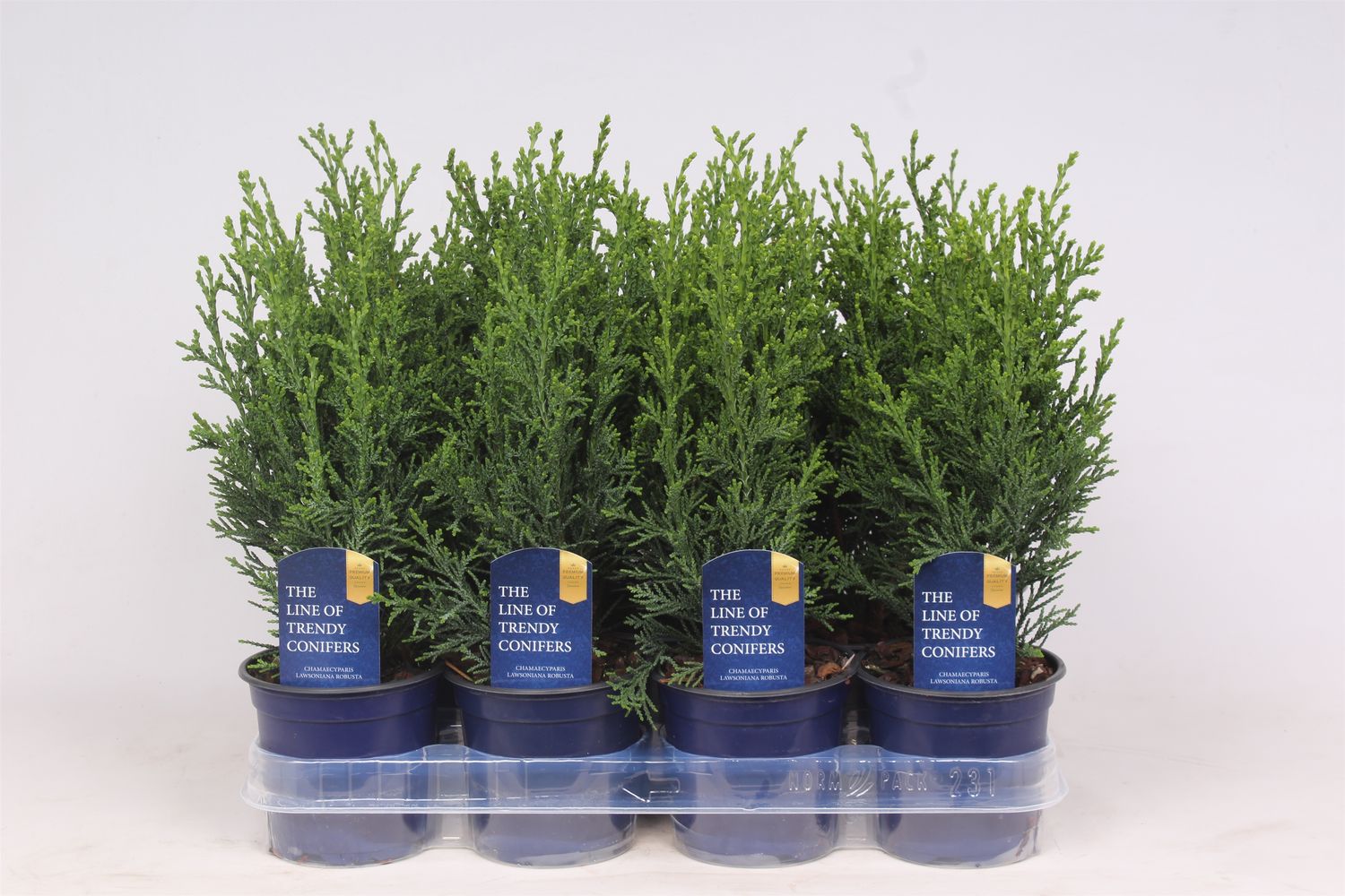 Chamaecyparis lawsoniana 'Robusta' — Plant Wholesale FlorAccess