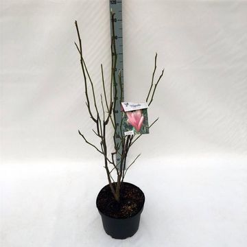 Magnolia 'Heaven Scent'