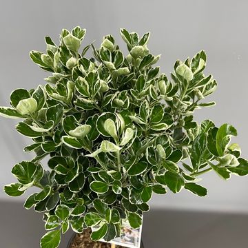 Euonymus japonicus 'Kathy'