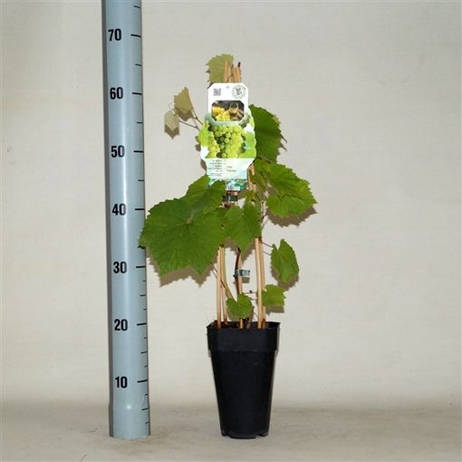 Vitis Supaga ポ15 Cm 身55 75 Cm 植物卸売 Floraccess