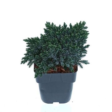 Juniperus squamata 'Blue Star'