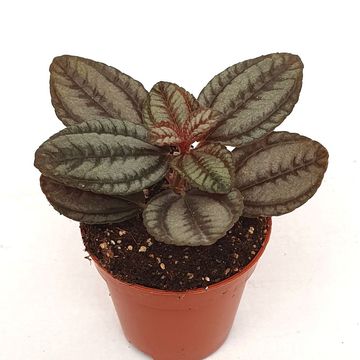 Pilea 'Norfolk'