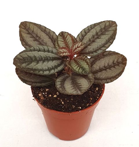 Pilea 'Norfolk'