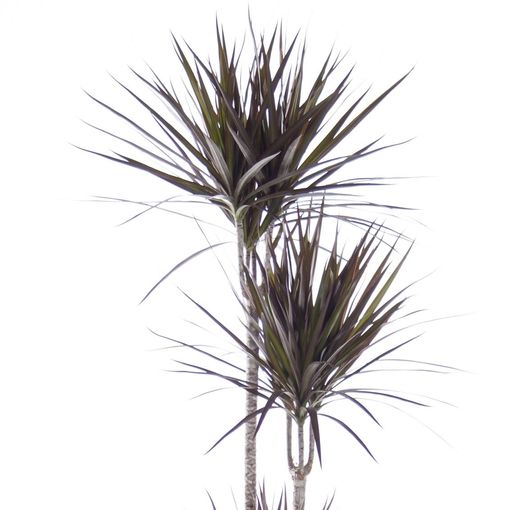Dracaena Marginata Magenta