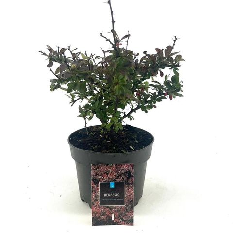 Berberis thunbergii 'Atropurpurea Nana'