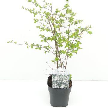 Spiraea x vanhouttei