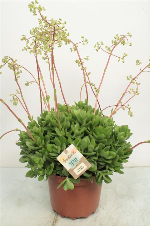 Crassula 'Moneymaker'