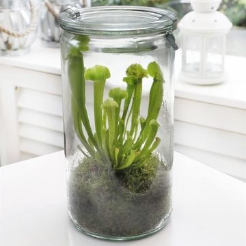 Carnivorous plants MIX