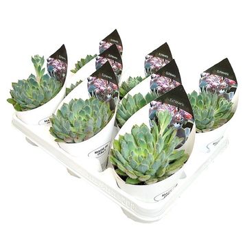 Echeveria setosa 'Deminuta'