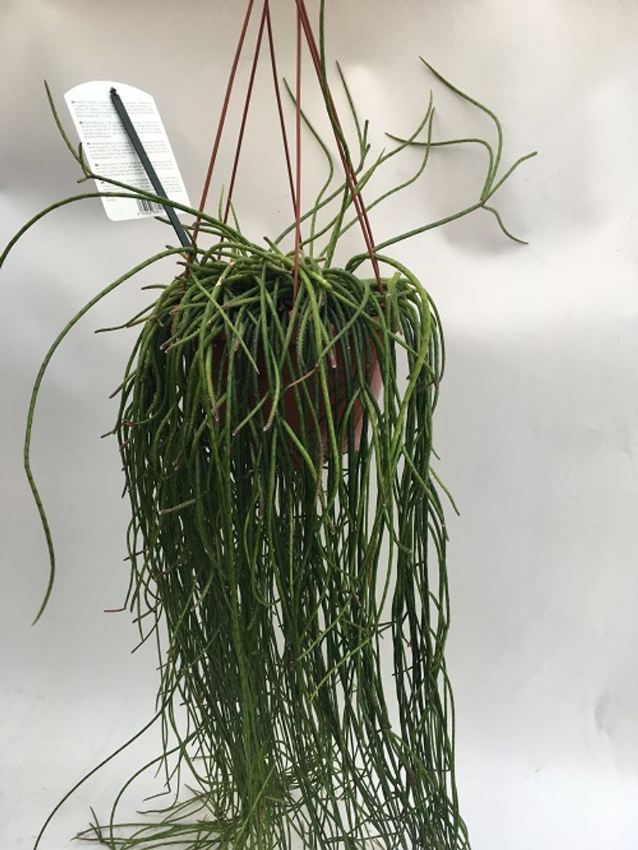 Rhipsalis Puniceodiscus (p20 Cm H40 Cm) – Plant Wholesale Floraccess