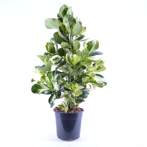 Clusia rosea WHITE STAR