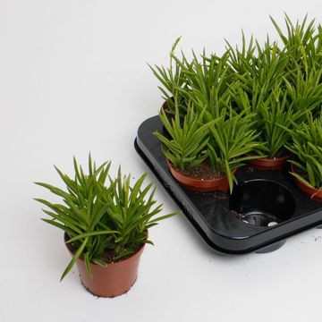 Peperomia 'Sweet Spark'