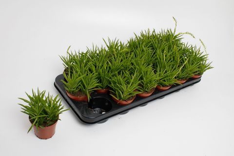 Peperomia 'Sweet Spark'