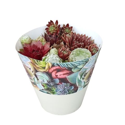 Sempervivum MIX IN POT