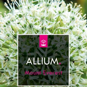 Allium 'Mount Everest'